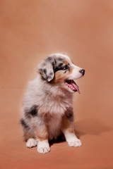 chiot berger australien bleu merle