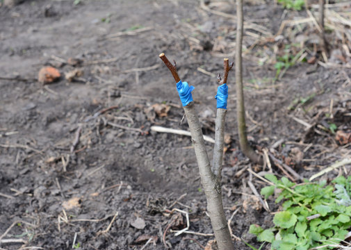  Grafting Fruit Pear Tree.  Step by Step. Grafting Trees - How to Graft a Tree.