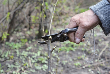 Old Gardener Preparing Apple Tree Branch for Grafting with Knife. Old Man Hands Grafting Fruit Trees Step by Step. Grafting Trees - How to Graft a Tree.