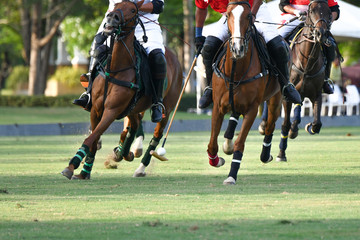 Polo players moving with polo ball.