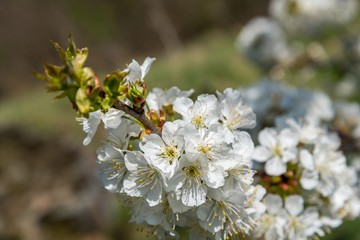 Branch of white cherry flowers in spring. Selective focus