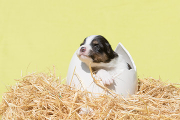 Border Collie Welpe sitzt in einem Ei auf Stro