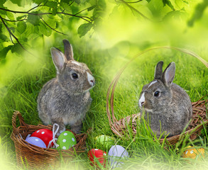 little rabbits and easter eggs in grass