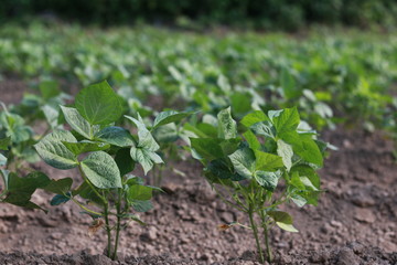 野菜畑