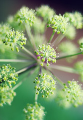 Angelica plan. Close-up