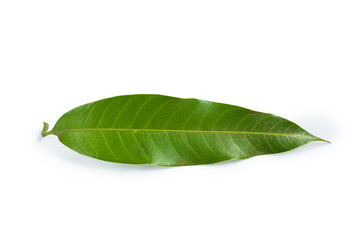 Close-up fresh green mango leaf isolated on white background with clipping path for graphic use