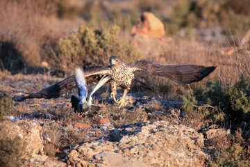 The Bonelli's eagle (Aquila fasciata) chasing its typical prey - bird, pigeon © Karlos Lomsky