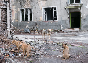 abandoned puppies on the ruins of the house © Ambartsumian