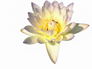 ดอกบัวพื้นหลังไล่ระดับสี