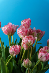 close-up pink tulips isolated on blue