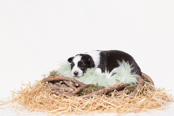 Border Collie Welpe liegt in einem Nest aus Stroh