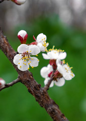 Obraz premium flowering trees in the spring
