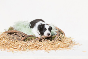 Border Collie Welpe liegt in einem Nest aus Stroh