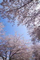 Fototapeta premium 桜