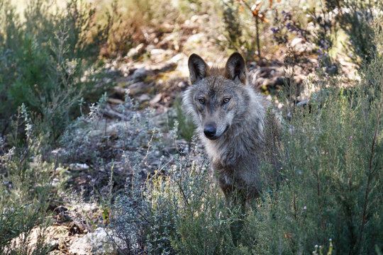 Joven macho de Lobo Ibérico, sentado. Canis lupus signatus.