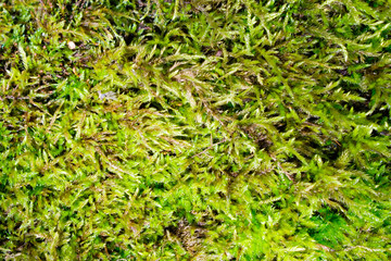 green moss background