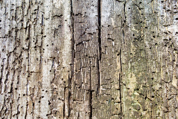 Obraz premium old wood texture