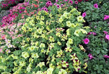 PETUNIA flowers for sale in the greenhouse Florist in Spring