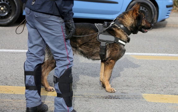 police dog while patrolling the city streets to prevent terroris