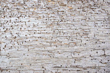 old wood texture