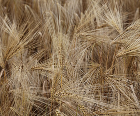 background of ripe ears of wheat grown in the field