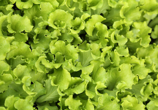 leaves of tender fresh lettuce on sale in the farm that produces