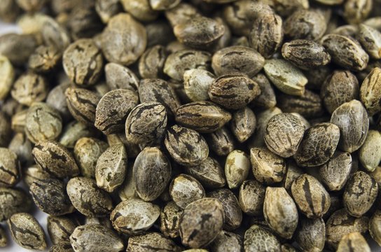 Macro close-up view of medical marijuana seeds