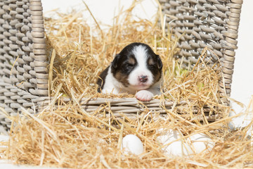 Border Collie Welpe im Korb mit Eiern