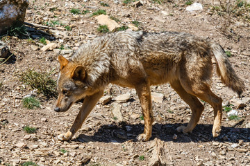 Fototapeta premium Lobo Ibérico. Canis lupus signatus.