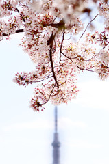 Cherry blossoms