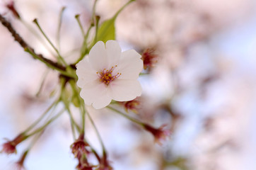 Cherry blossoms