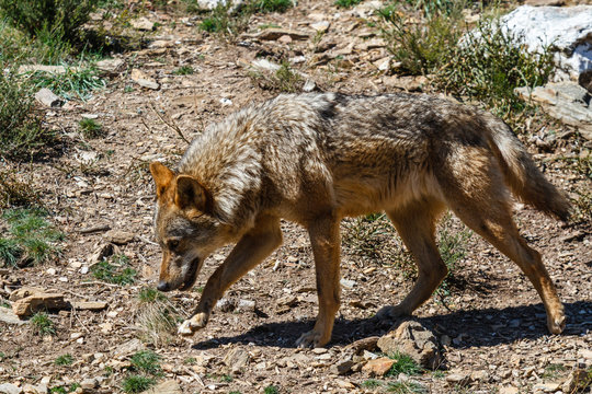 Lobo Ibérico, caminando. Canis lupus signatus.