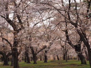 Fototapeta premium Japanese ｃherry blossoms in Omiya Park