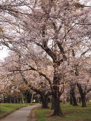 Japanese　ｃherry blossoms in Omiya Park