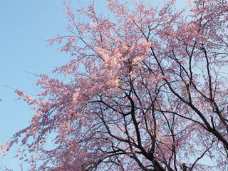 Japanese　ｃherry blossoms in Omiya Park