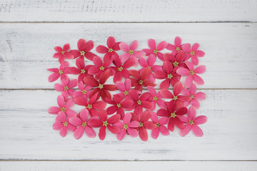 Square banner made from pink and red flowers on white wood background 