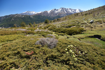 Spring on the mossy slope in the Corsican high mountains