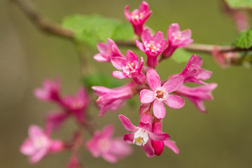 Fototapeta na wymiar Red Flowering Currant (Ribes sanguineum) is a flowering plant native to the western United States, known for attracting hummingbirds.