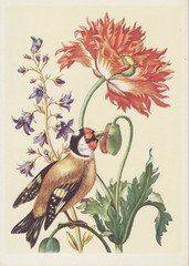 Old postcard flowers and bird. Flower Paintings and bird for a greeting card. © Amnuay