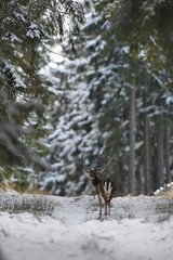 Fototapeta na wymiar Big and beautiful fallow deer in the nature habitat in Czech Republic/on white snow during winter time