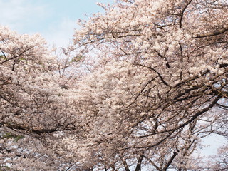 Fototapeta na wymiar Japanese　ｃherry blossoms in Omiya Park