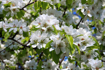 Obraz premium spring bloom