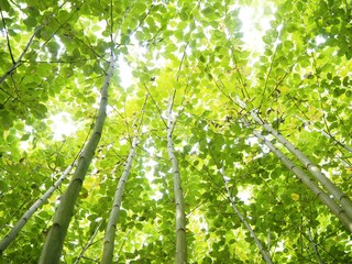 Obraz premium Licht fällt durch Baumkrone von jungen grünen Birken