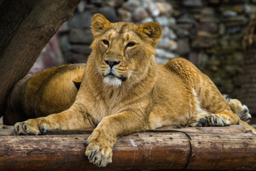 The Asiatic lioness rests and looks forward.