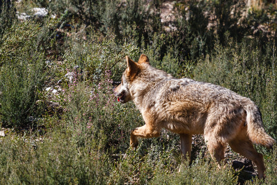 Canis lupus signatus. Lobo Ibérico.