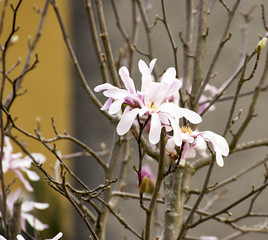 detail of japanese magnolia in piazza vcerdi