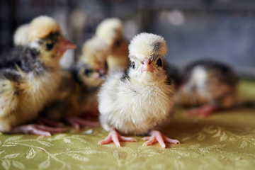 Small soft sweet beautiful Easter chicks