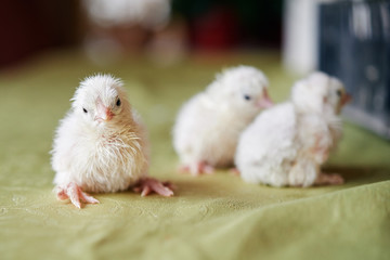 Three white cute small delicate Easter chickens on the table