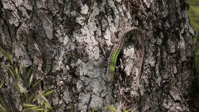 Lacerta agilis Europe