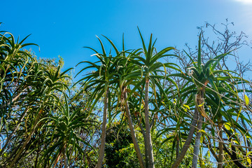 aloe barberae in sunny summer day with green leaves